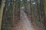 宝登山山頂付近の登り
