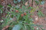 DSC_0826ogose.jpg