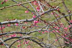 DSC_0845ogose.jpg