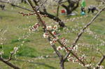 DSC_0846ogose.jpg