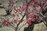 DSC_0852ogose.jpg