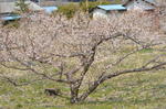 DSC_0854ogose.jpg
