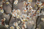 DSC_0856ogose.jpg