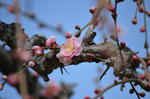 DSC_0860ogose.jpg