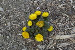 DSC_0865ogose.jpg