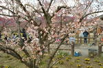 DSC_0871ogose.jpg