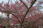 DSC_0872ogose.jpg