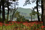 DSC_0877kinchaku.jpg