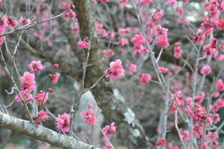DSC_0877ogose.jpg