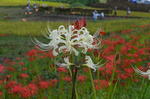 DSC_0899terasaka.jpg