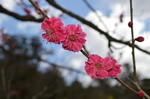 DSC_0909kairakuen.jpg