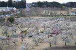 DSC_0913kairakuen.jpg