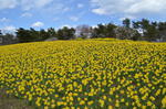 DSC_0941hitachikaihinkouen.jpg
