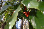DSC_0991kagenobu.jpg