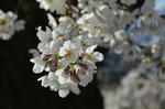 DSC_1081sakura.jpg