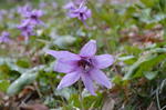 DSC_1115mikamo.jpg