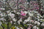 DSC_1188minoyama.jpg