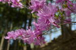 DSC_1399mitsumine.jpg
