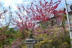 DSC_1409mitsumine.jpg