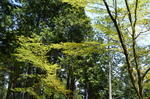 DSC_1421mitsumine.jpg