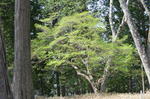 DSC_1437mitsumine.jpg