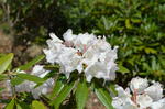 DSC_1439mitsumine.jpg