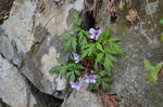 DSC_1444mitsumine.jpg