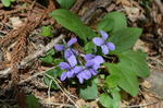 DSC_1445mitsumine.jpg