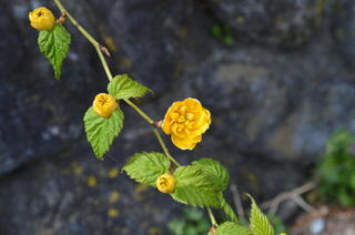 DSC_1449mitsumine.jpg
