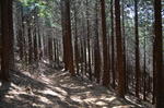DSC_1511maruyama.jpg