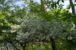 DSC_1513hinatayama.jpg