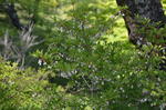 DSC_1515hinatayama.jpg