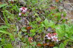 DSC_1834Nasu.jpg