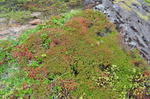 DSC_1848Nasu.jpg
