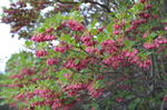 DSC_1876Nasu.jpg