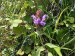 IMG_20150625_123726.jpg